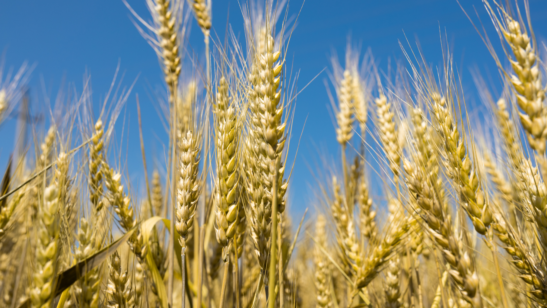 В Нижегородской области засеяно свыше 1 млн гектаров под урожай 2025 года