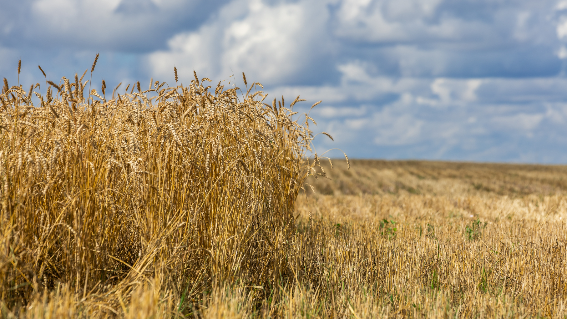 Нижегородские аграрии намолотили свыше 1 млн тонн зерновых и зернобобовых культур