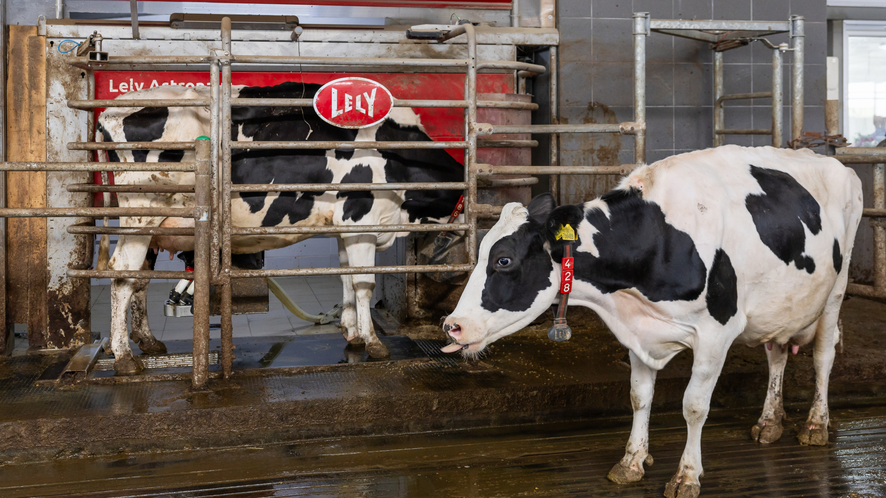 Нижегородская компания «Промтехника-Приволжье» направила башкирскому племзаводу современный комплекс доильных роботов