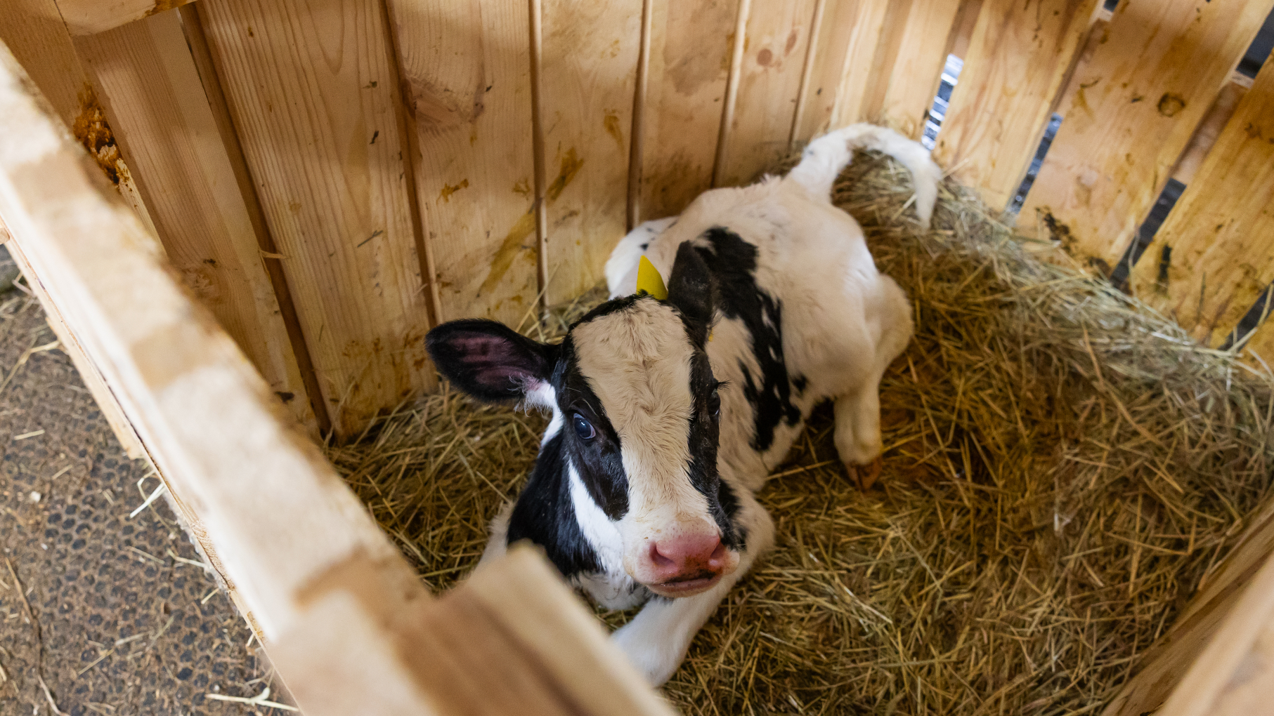 Нижегородские фермерские хозяйства получили 135 млн рублей в виде грантов на развитие