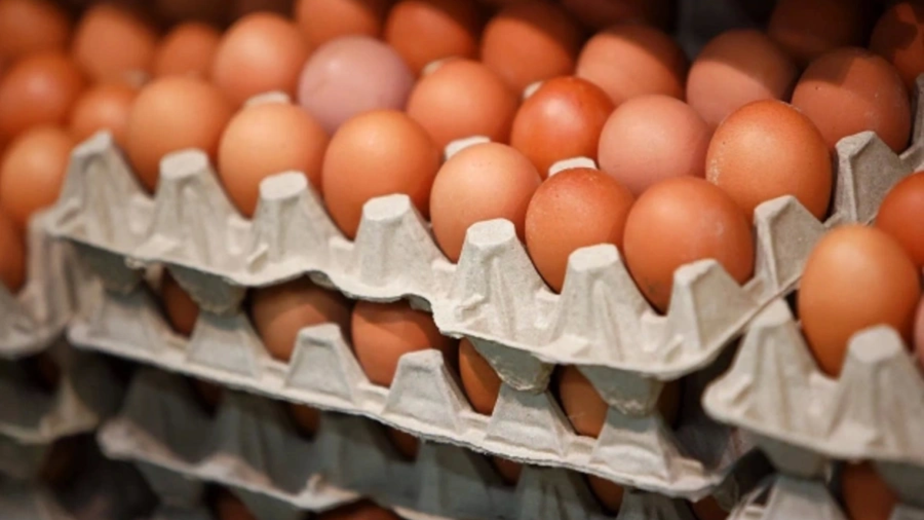 Ещё два участка под комплекс по производству 2 млрд яиц в год одобрили в Нижегородской области