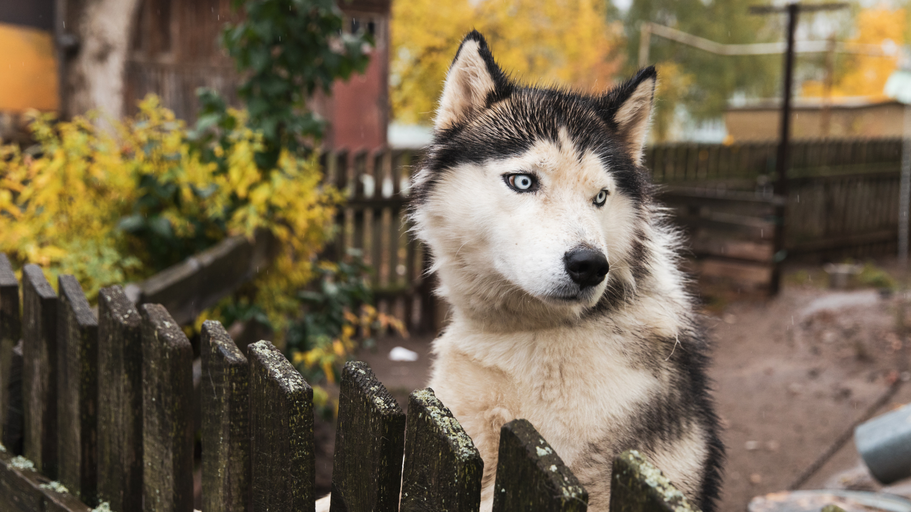 В Нижегородской области ИИ помогает искать пропавших животных
