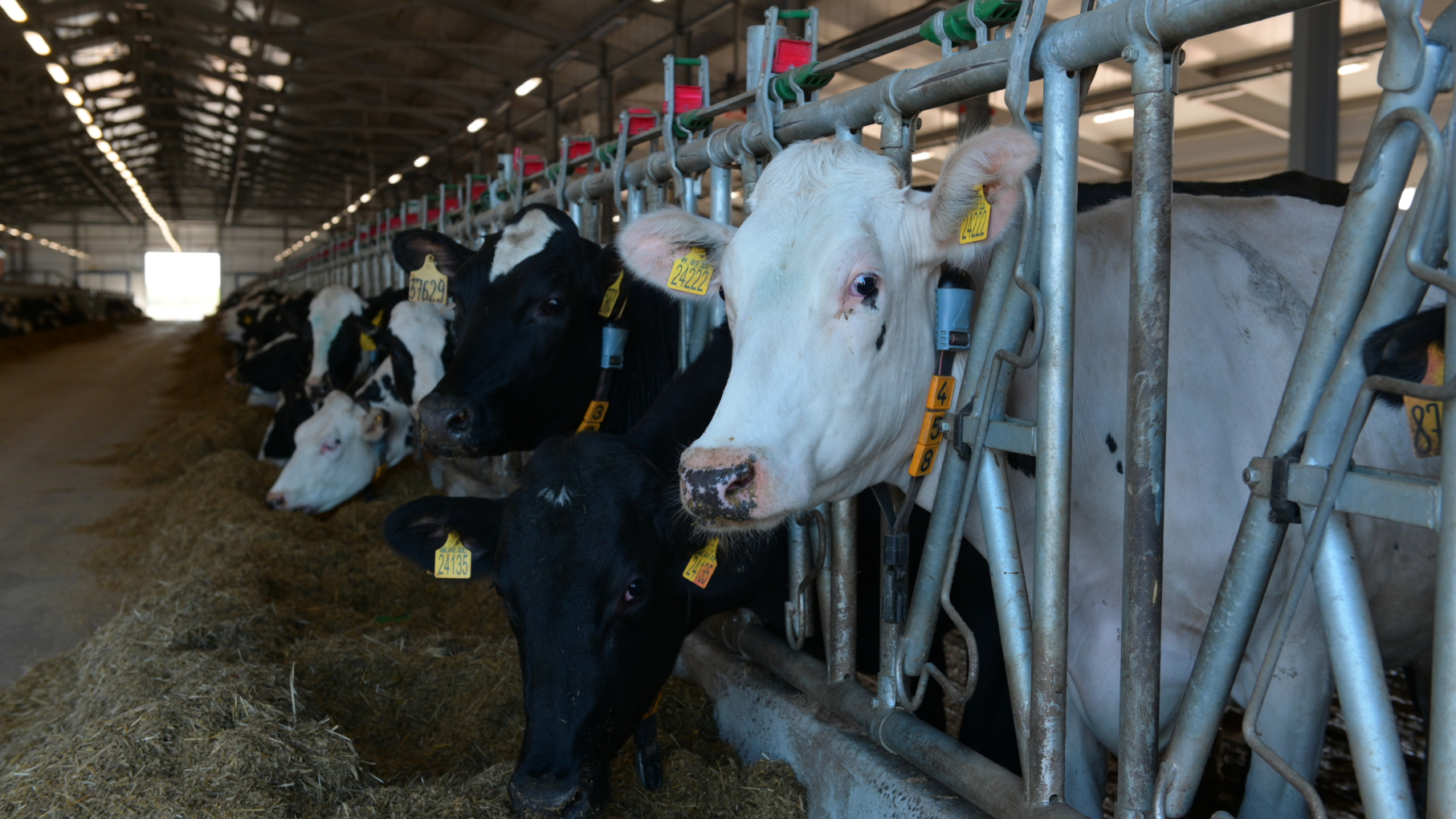 Производство молока выросло на 4,5% в Нижегородской области за январь-октябрь