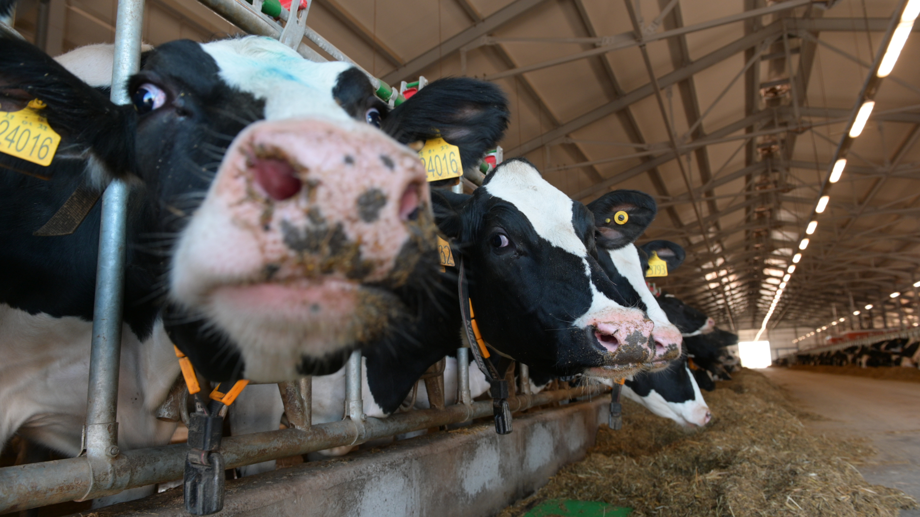 Производство молока и яиц более чем на 4% увеличилось в Нижегородской области