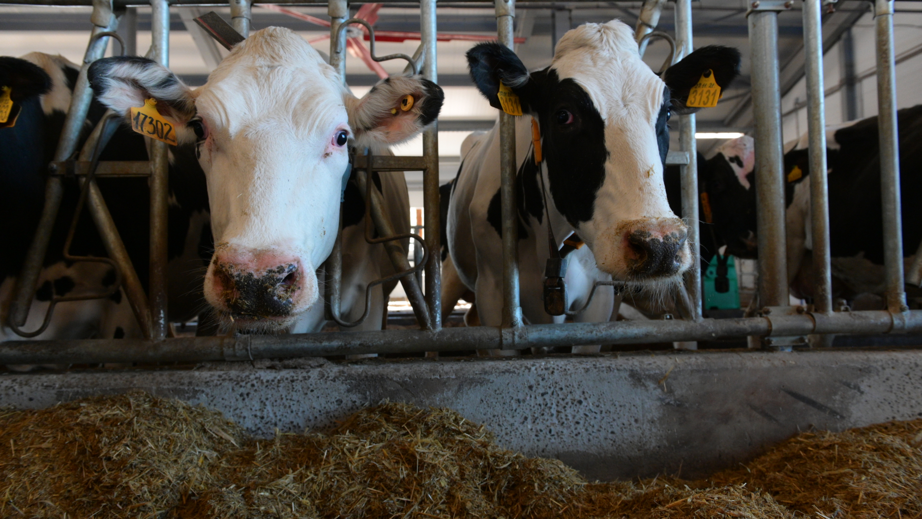 В Нижегородской области за семь месяцев 2025 года производство молока выросло на 4%