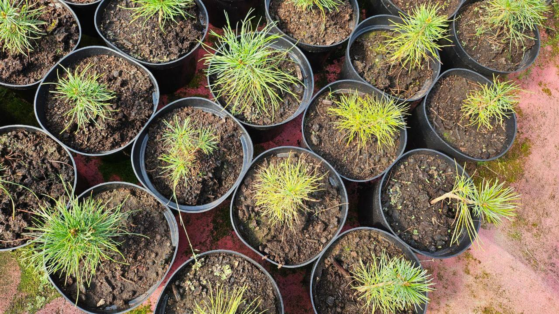 В Нижегородской области в 2026 году высадят новый лес на площади более 14 тыс. га