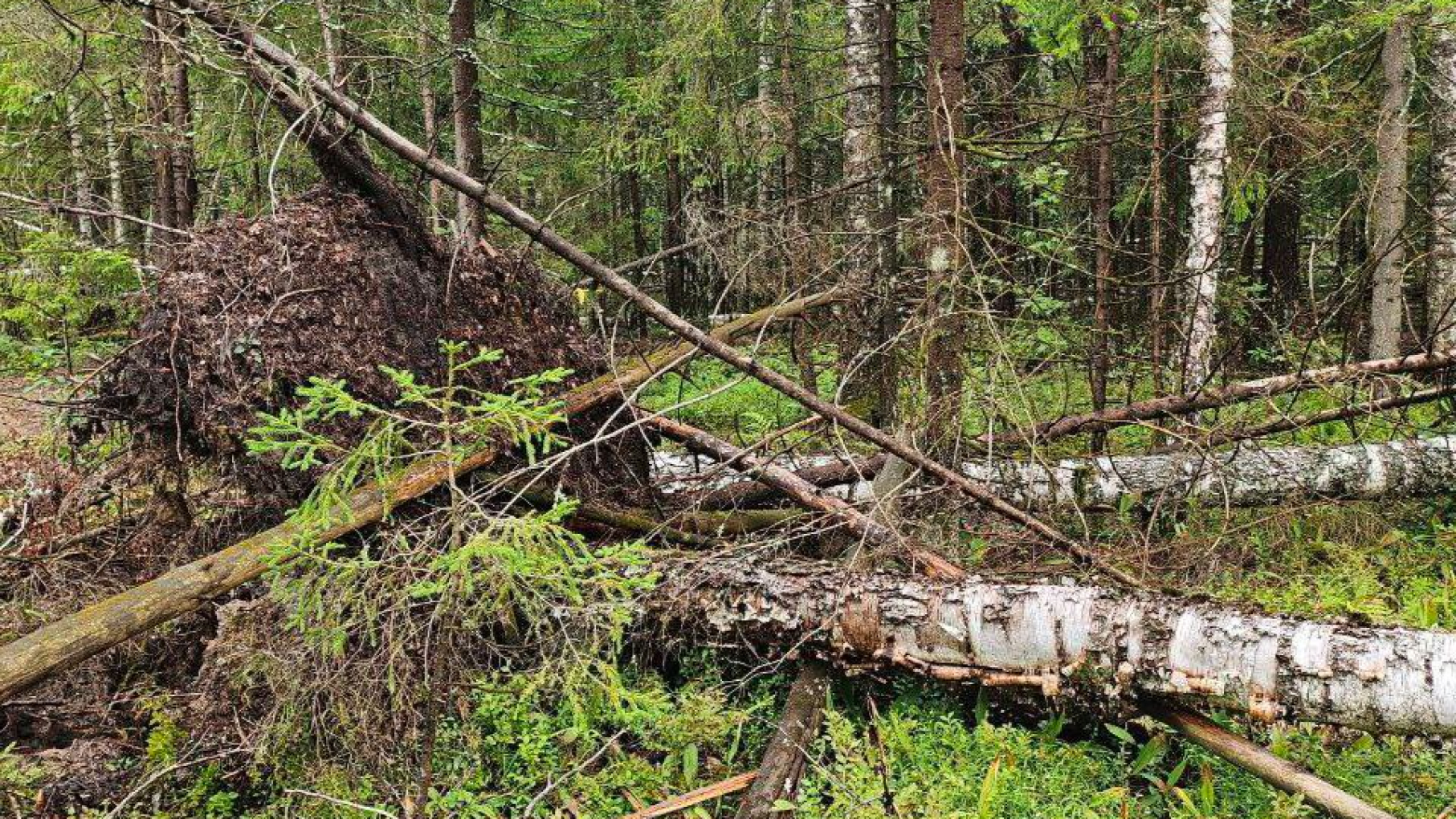 В Нижегородской области ИИ помог выявить более 400 случаев изменений в лесах