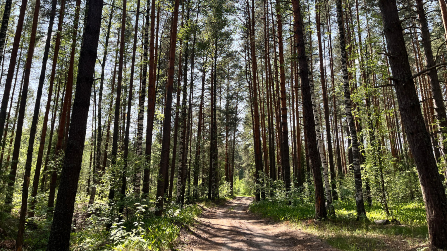 Нижегородская область расширяет цифровую охрану лесов