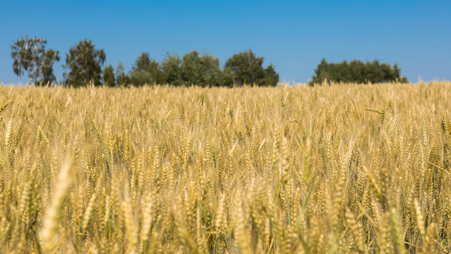 Агропромышленный товарооборот между Нижегородской областью и Белоруссией вырос на 25%