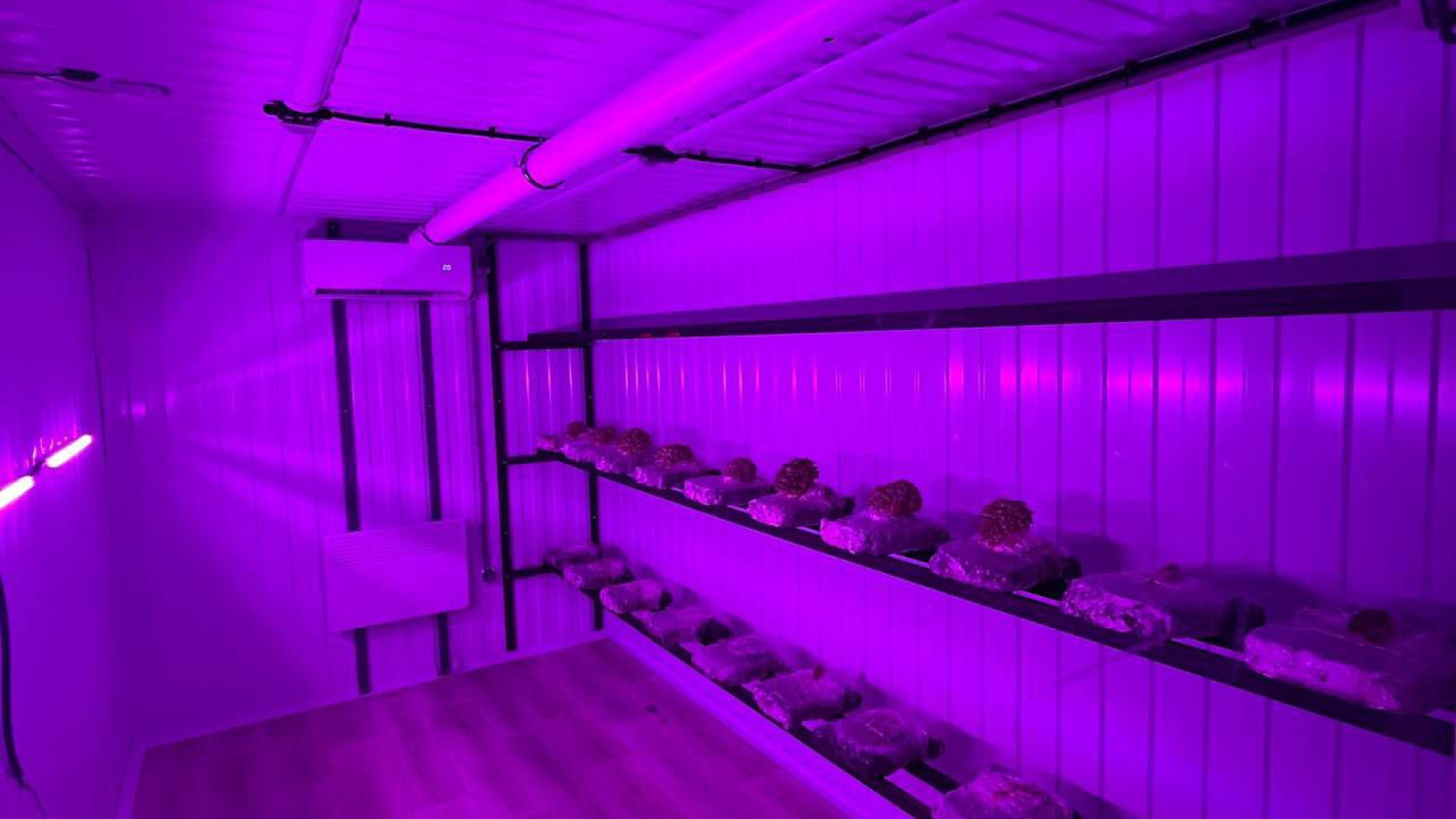 Нижегородский проект умного модуля для выращивания грибов стал победителем конкурса «Студенческий стартап»