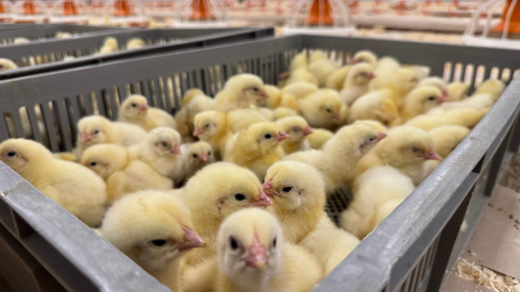 «Русское поле» ввело в Нижегородской области 18 птичников