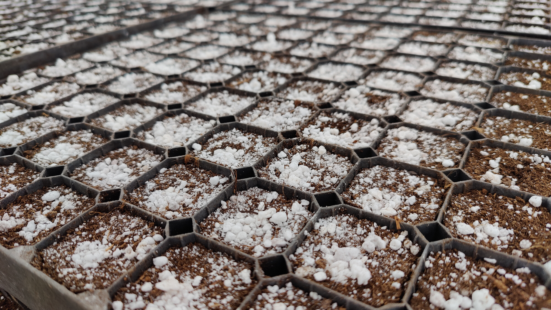 В нижегородских питомниках вырастят более 15 млн саженцев хвойных деревьев