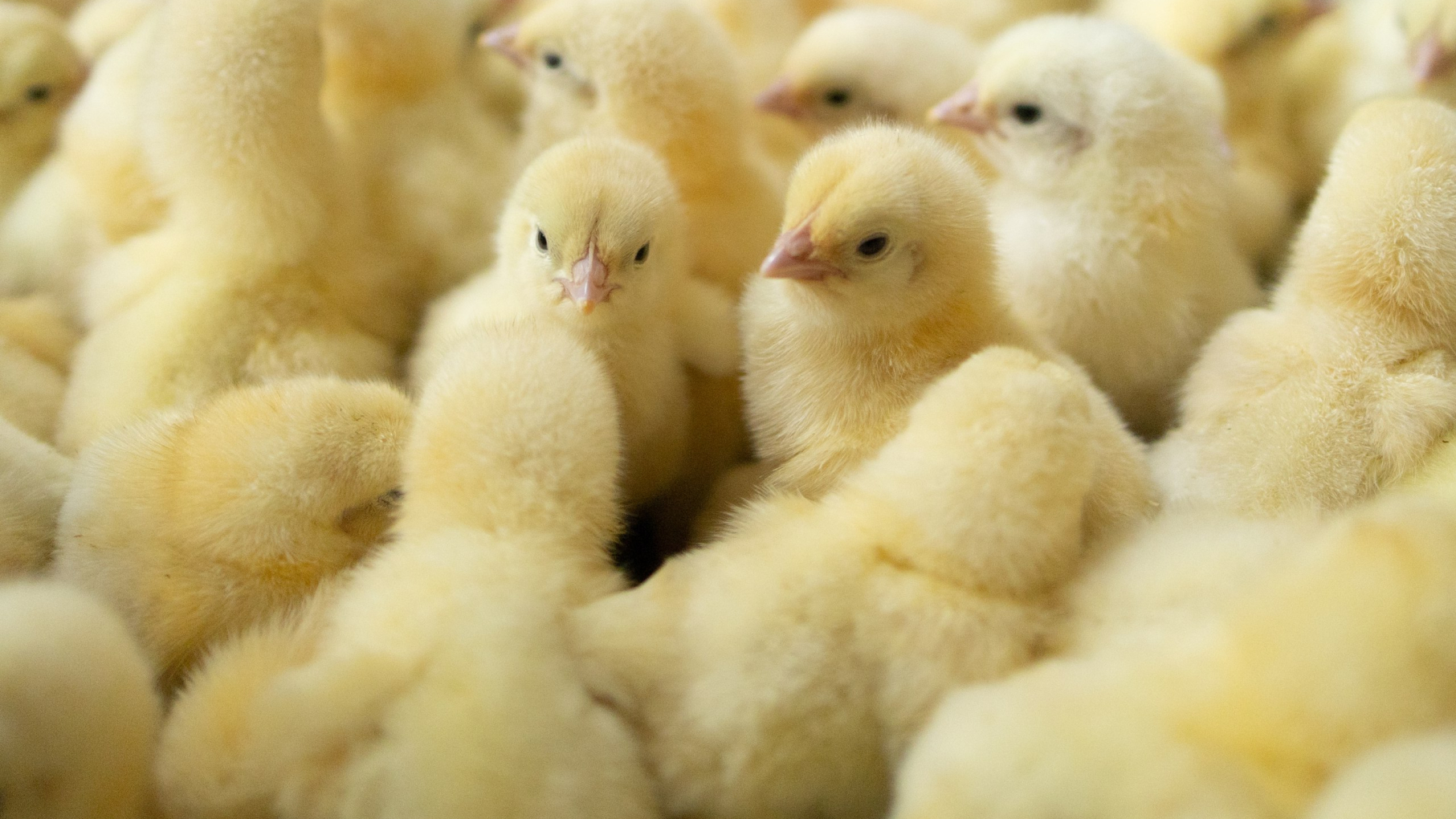 Павловская птицефабрика увеличила мощности после модернизации