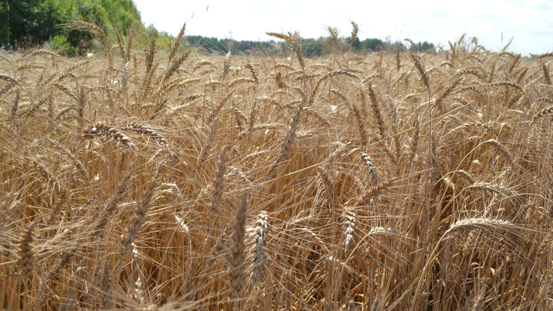 АПК Нижегородской области демонстрирует рекордный рост по всем подотраслям на 3-4%