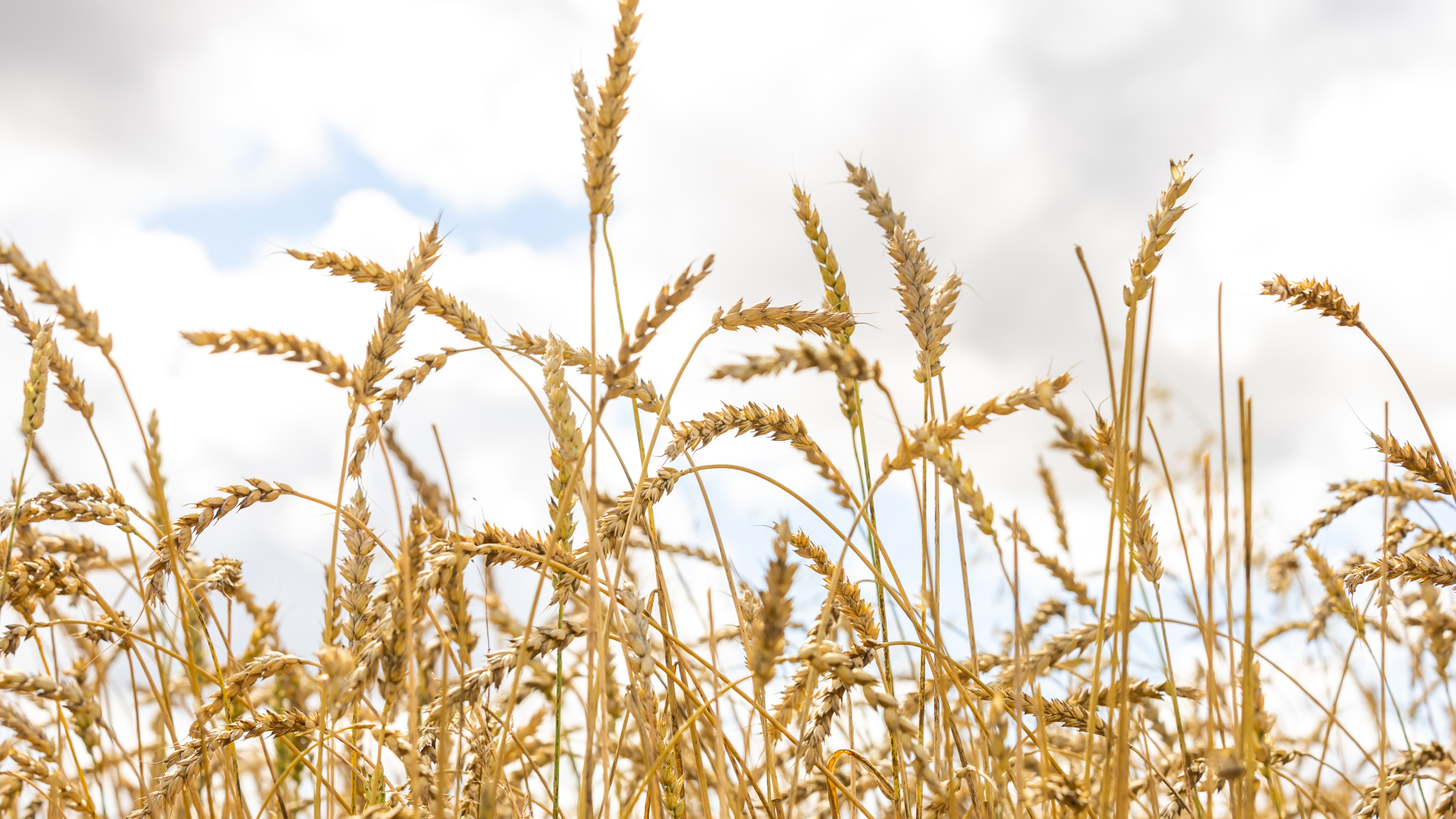 В 2025 году поддержку сельхозкооперативов в Нижегородской области увеличат более чем на 40%