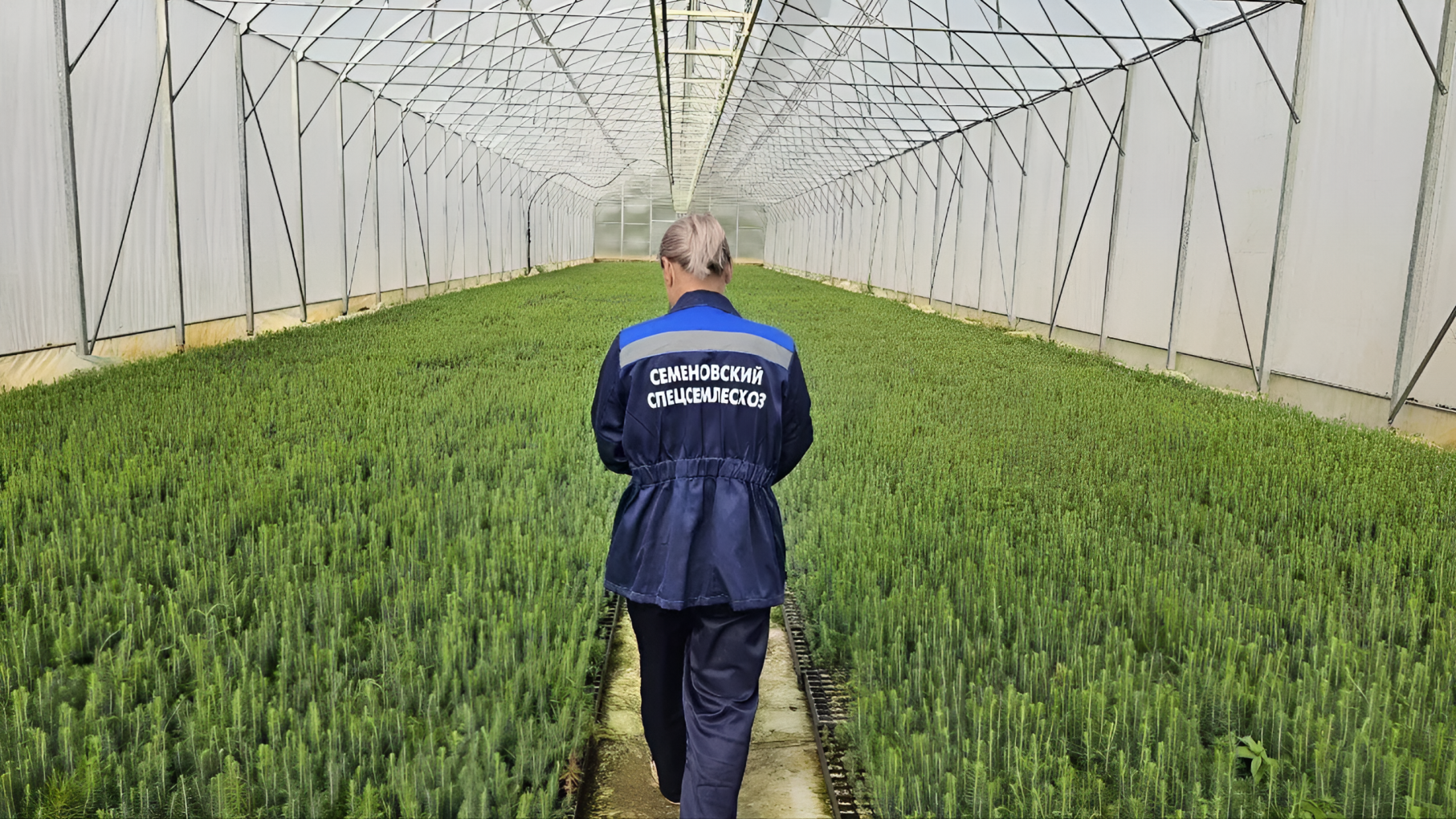 Нижегородская область увеличит производство саженцев для леса