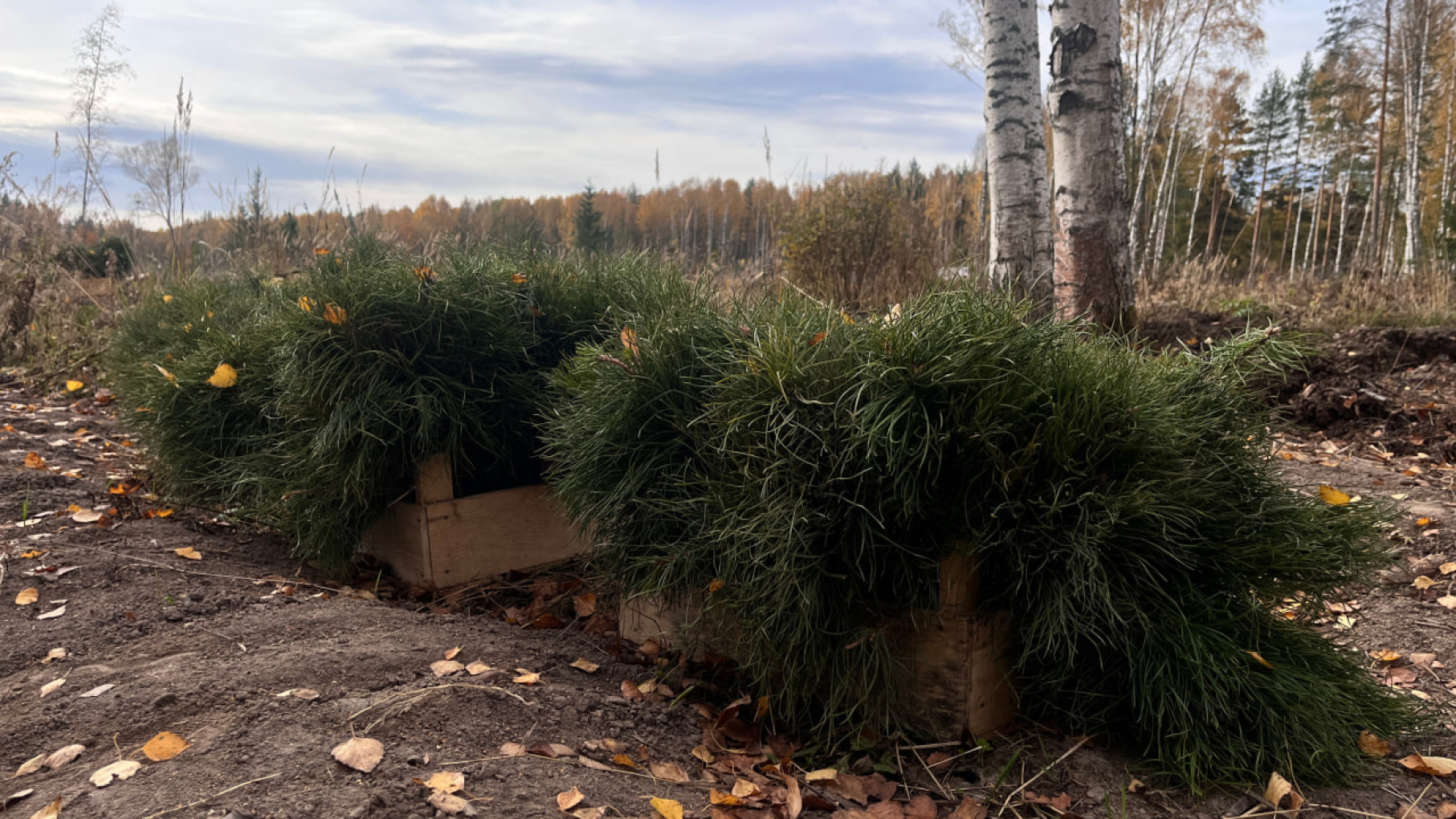 Более 300 тыс. сосен высадили в лесах Нижегородской области
