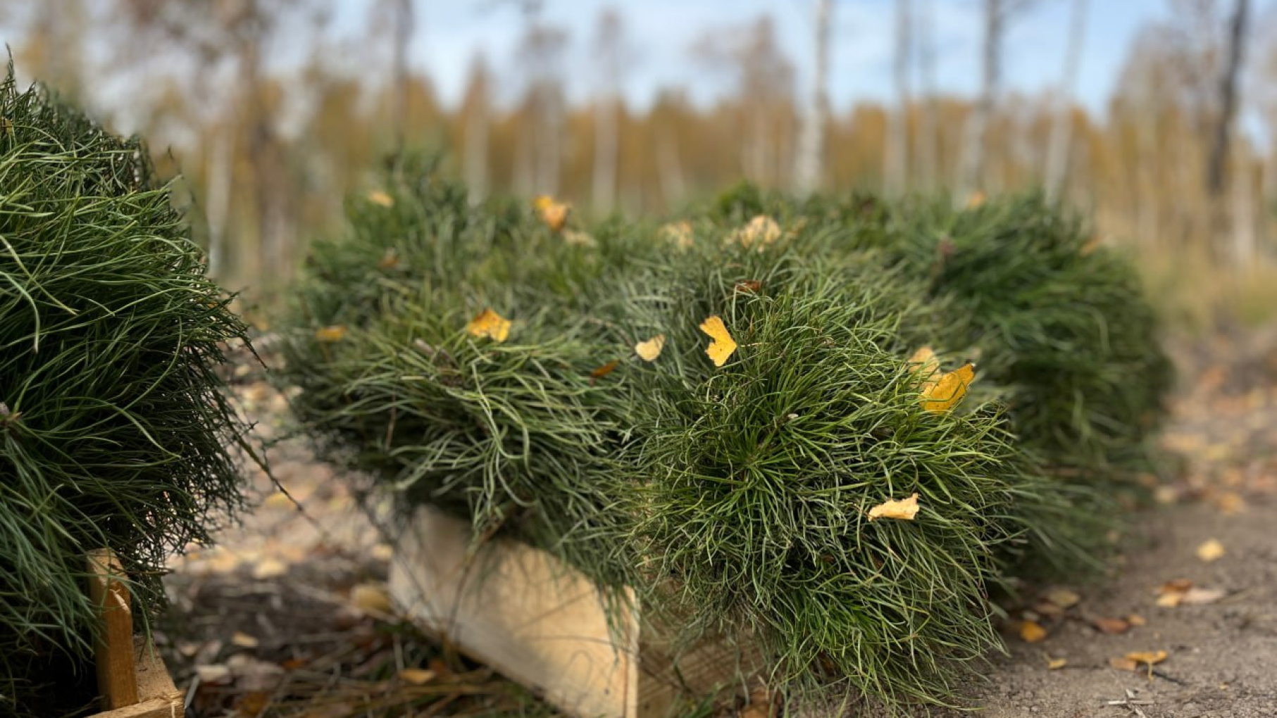 Почти 6 тыс. гектаров новых лесов появилось в 2025 году в Нижегородской области