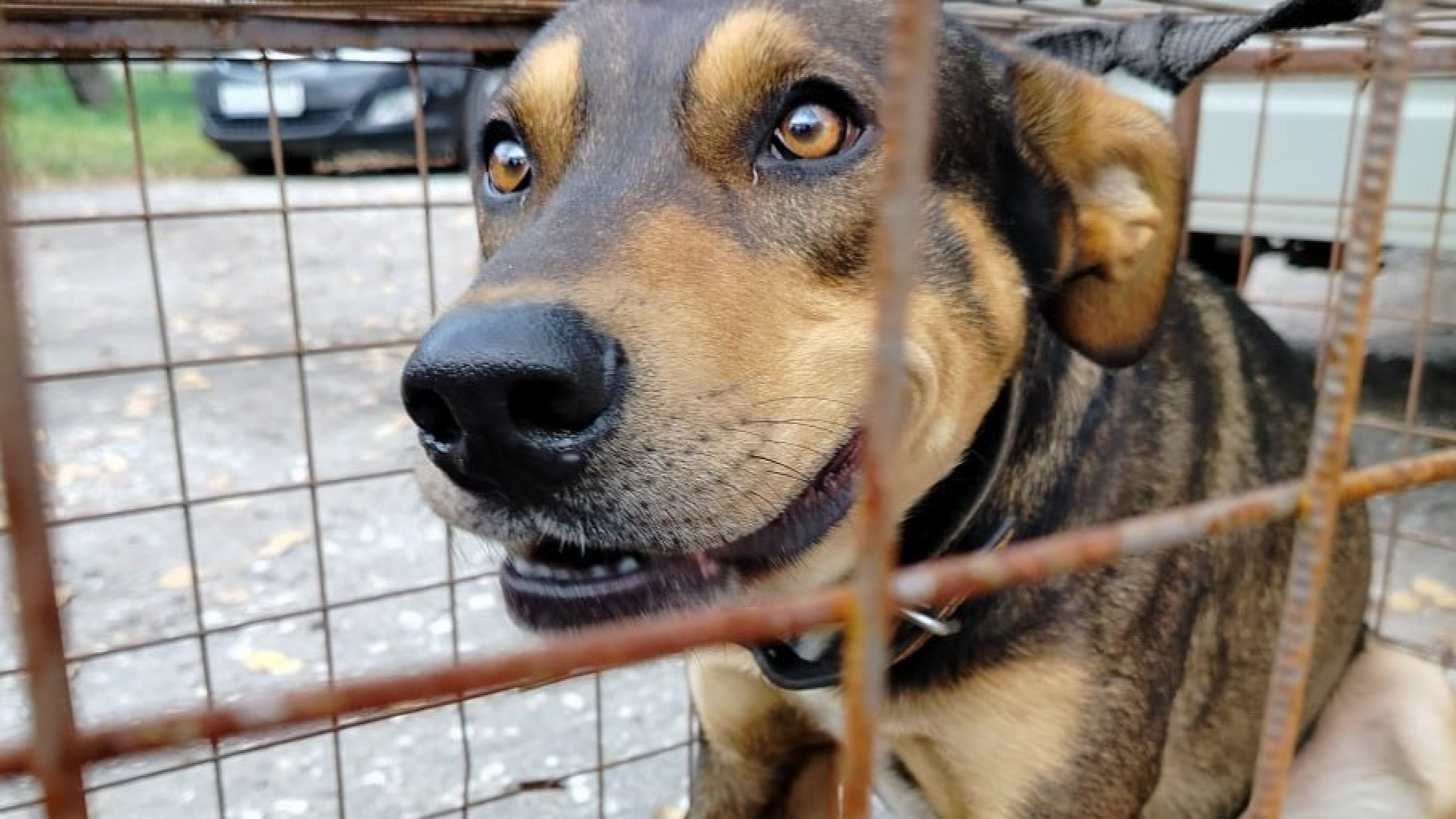 Нижегородские инвесторы смогут арендовать земельный участок под приют для животных за 1 рубль